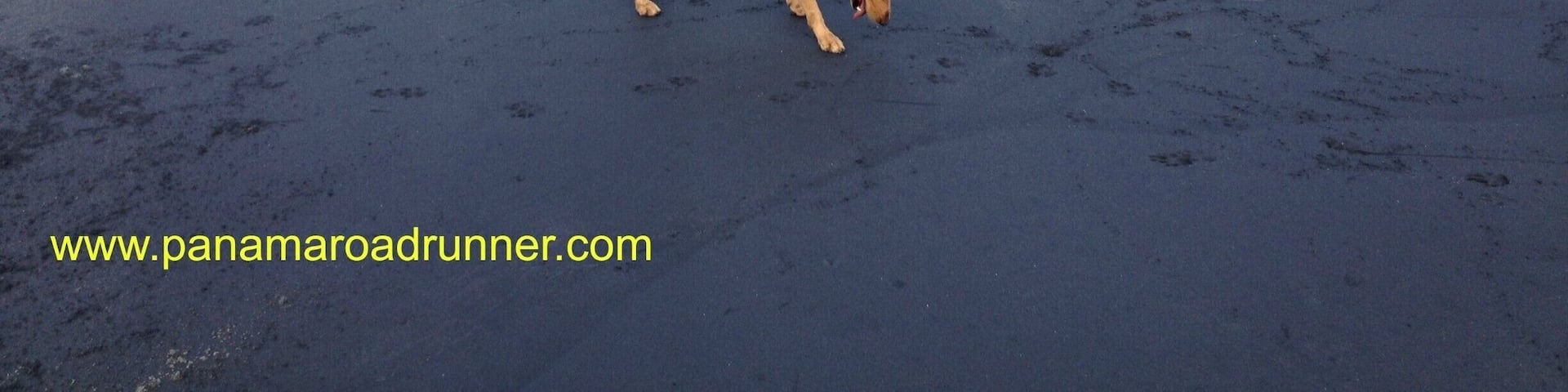 The ocean is flat today and the tide is out, bu I find the beach interesting in the way the black sand suddenly stops as it gets closer to the ocean. Ginger, our rescue, loves to run on the Coronado beach and enjoys digging for sand crabs. www.panamarodrunner.com