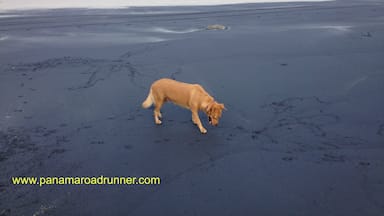 The ocean is flat today and the tide is out, bu I find the beach interesting in the way the black sand suddenly stops as it gets closer to the ocean. Ginger, our rescue, loves to run on the Coronado beach and enjoys digging for sand crabs. www.panamarodrunner.com