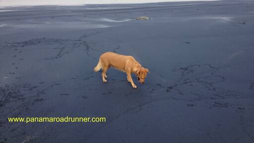 The ocean is flat today and the tide is out, bu I find the beach interesting in the way the black sand suddenly stops as it gets closer to the ocean. Ginger, our rescue, loves to run on the Coronado beach and enjoys digging for sand crabs. www.panamarodrunner.com