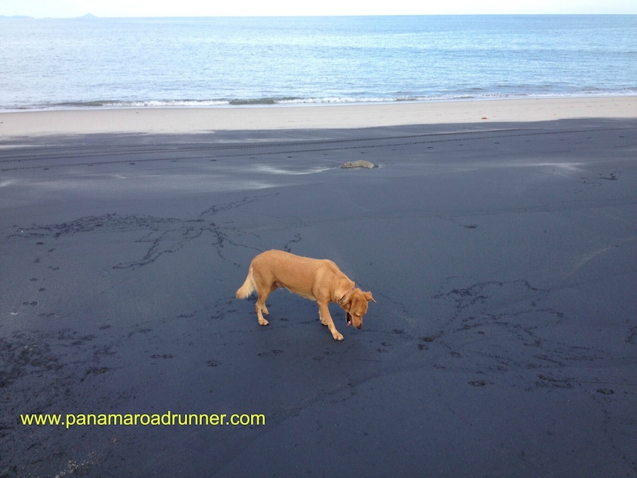 The ocean is flat today and the tide is out, bu I find the beach interesting in the way the black sand suddenly stops as it gets closer to the ocean. Ginger, our rescue, loves to run on the Coronado beach and enjoys digging for sand crabs. www.panamarodrunner.com