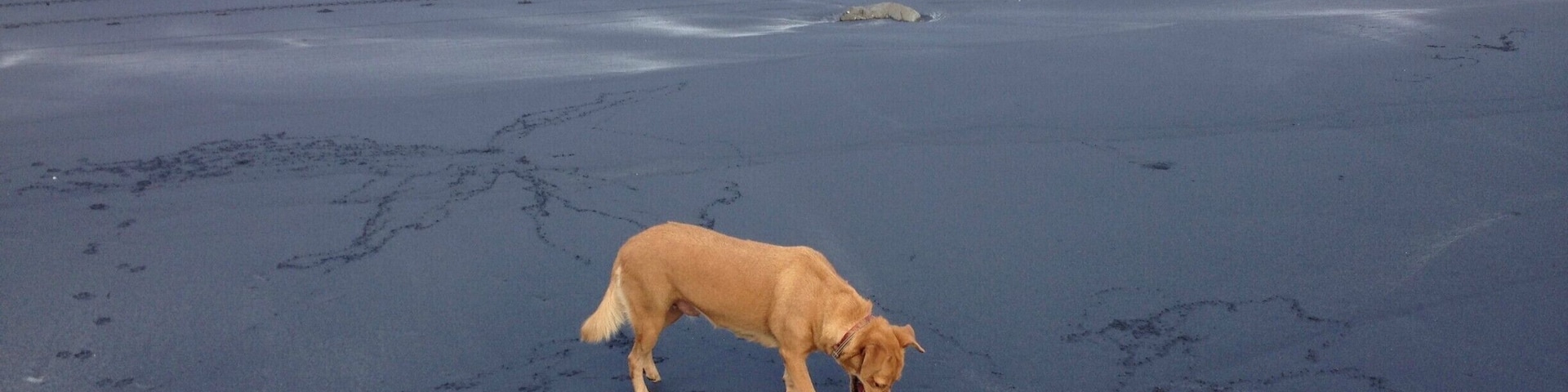 The ocean is flat today and the tide is out, bu I find the beach interesting in the way the black sand suddenly stops as it gets closer to the ocean.  Ginger, our rescue, loves to run on the Coronado beach and enjoys digging for sand crabs.   www.panamarodrunner.com