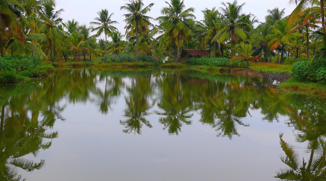 India South, Kerala, Nedungolam, Paravur Lake, Kerala backwaters