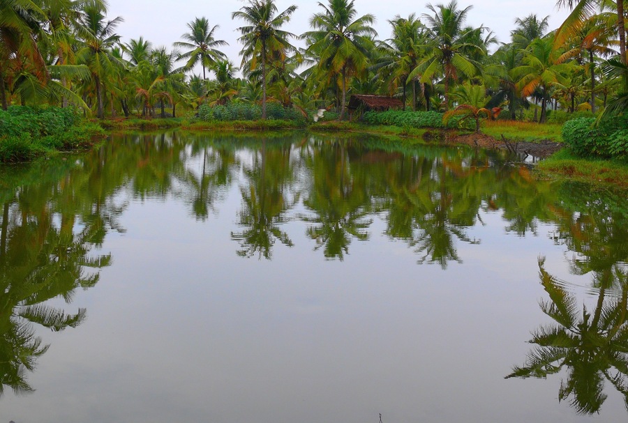 India South, Kerala, Nedungolam, Paravur Lake, Kerala backwaters