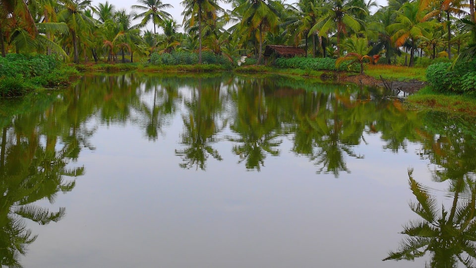 A calm lake surrounded by lush palm trees and greenery.