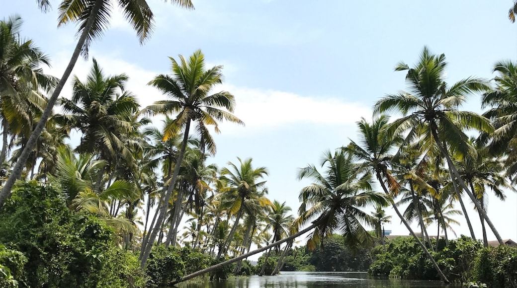 Backwaters love 🌴 #Elsewhere