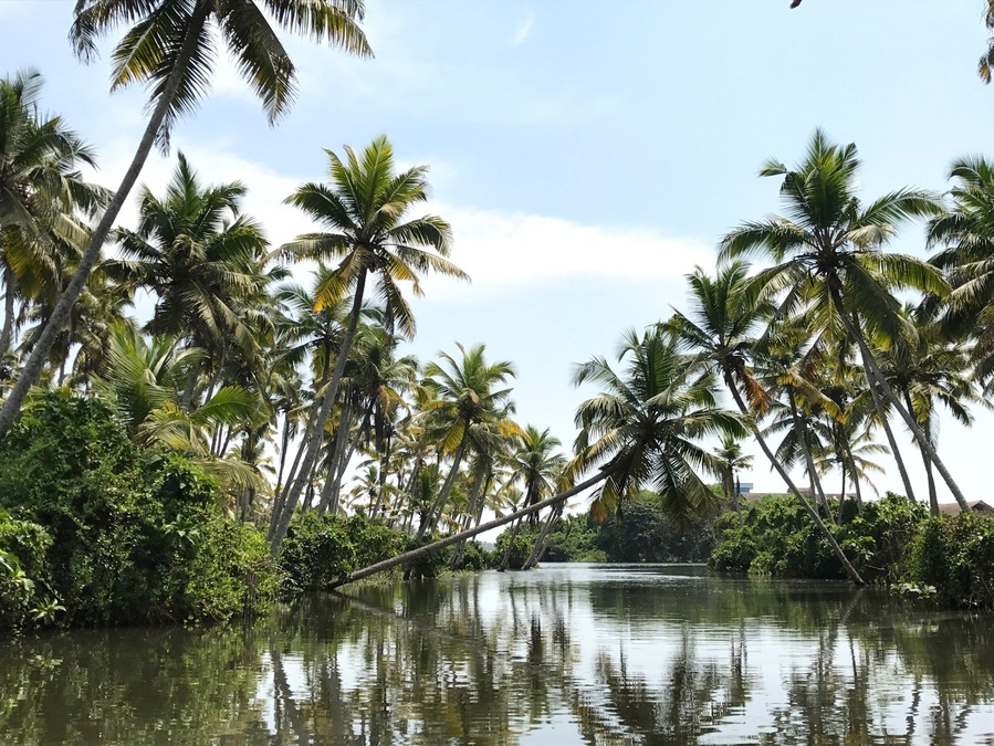 Backwaters love 🌴 #Elsewhere