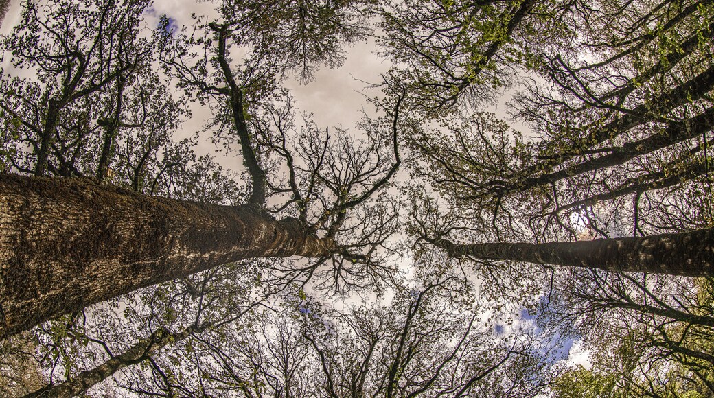 A dense forest canopy with multiple tree trunks and branches.