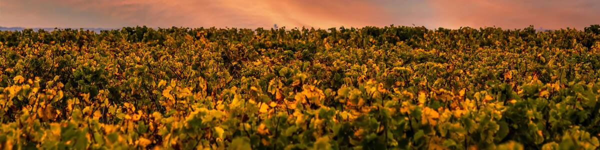 French Vineyards Sunset