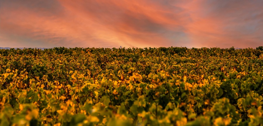 French Vineyards Sunset