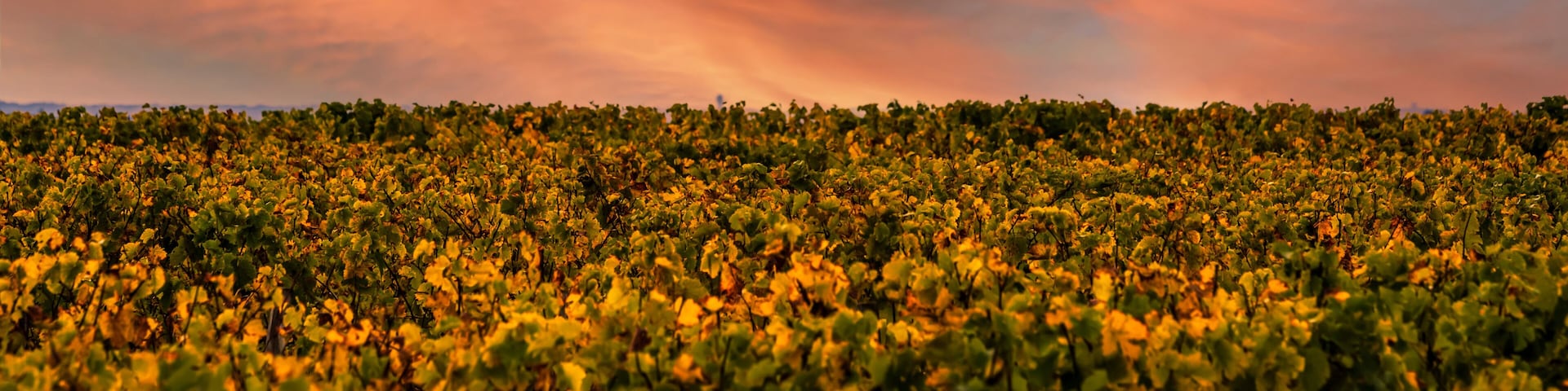 French Vineyards Sunset