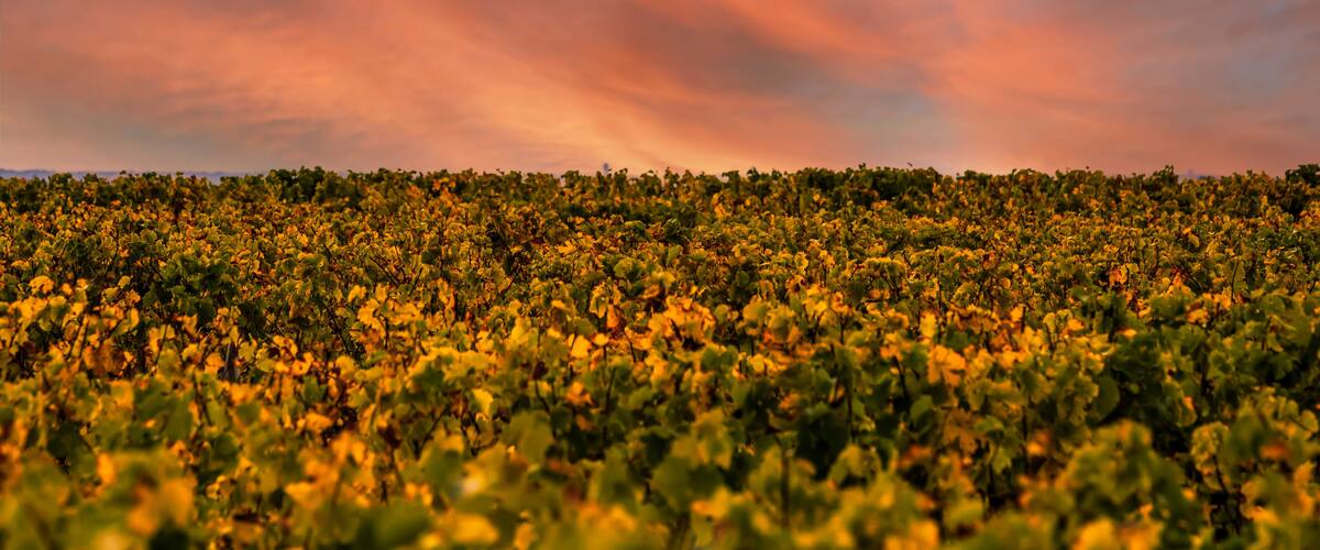 A vineyard at sunset with a vibrant sky.