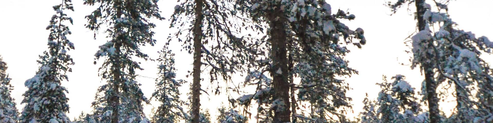 Tamed reindeer grazing in the forest in Lapland.