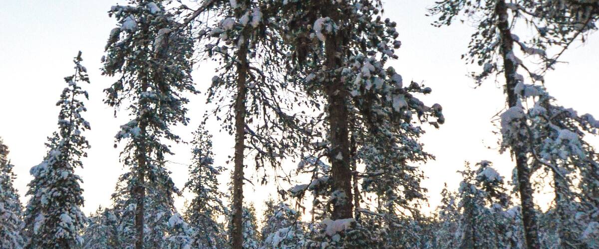 A snowy forest with tall evergreen trees and a deer grazing.