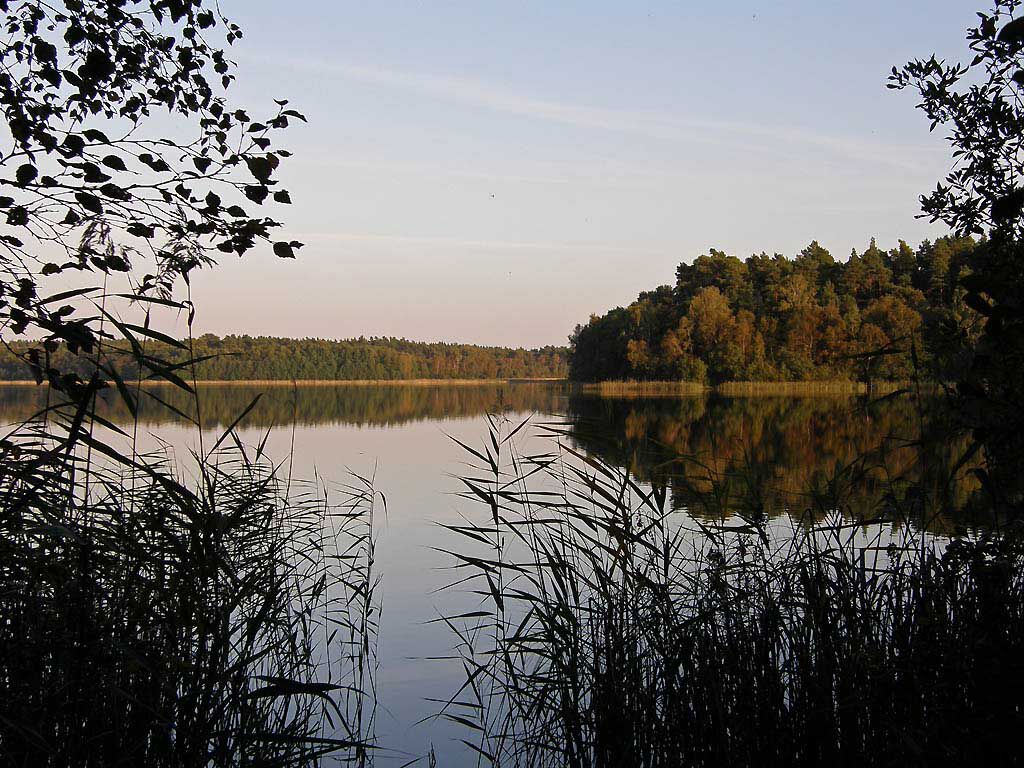 A calm lake surrounded by trees and reeds.