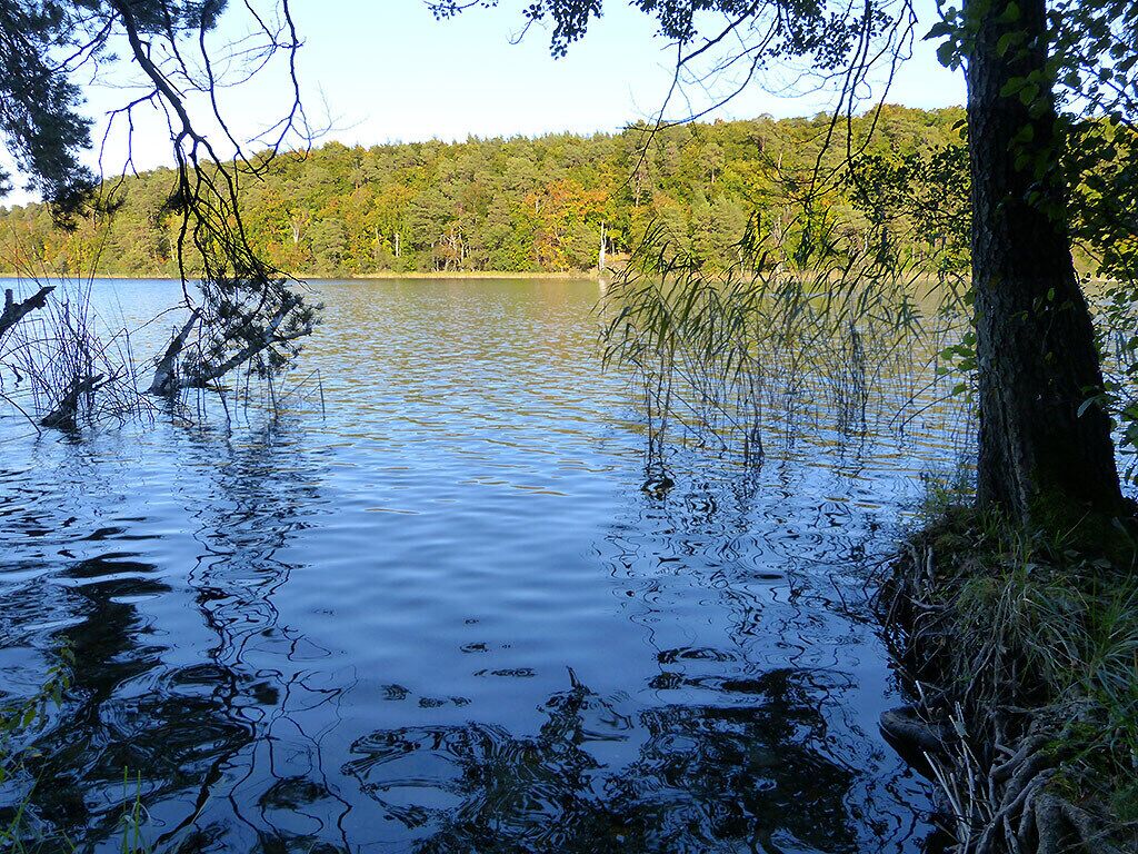 Un lago tranquilo rodeado de árboles y una ladera boscosa.