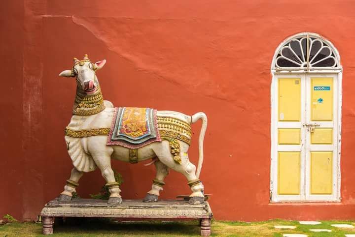 We were strolling around near the Dutch palace and chanced upon this cool cow against a striking background in #Kochi, #India. One of the many installations as part of last year's Muziris Biennale #streetart #TroveOnTuesday