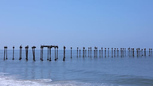 A series of vertical poles in the water with birds perched on them.