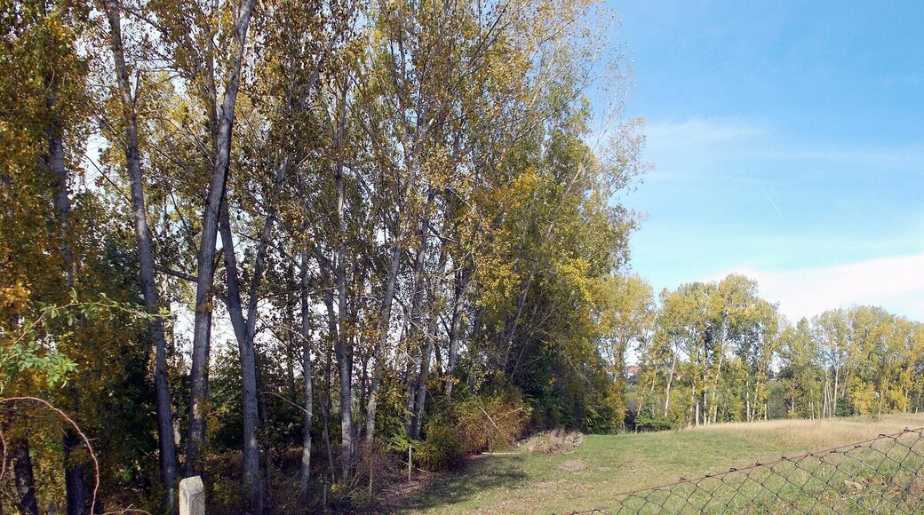 Papelreihen als Windschutz in den Obstanbaugebieten Pesterwitz