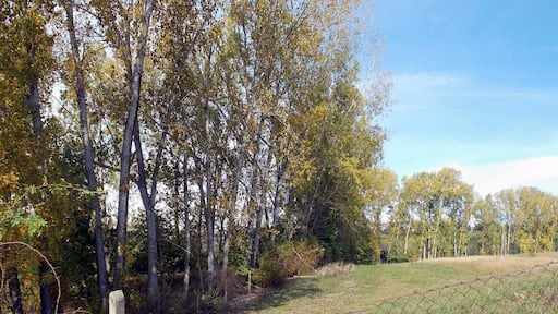 Papelreihen als Windschutz in den Obstanbaugebieten Pesterwitz