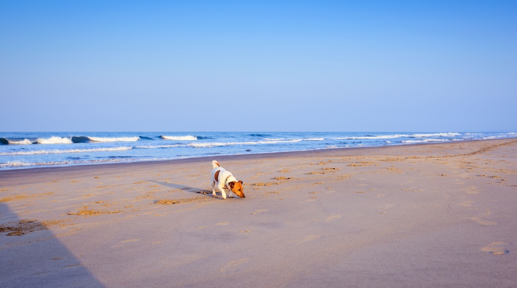 A dog playing at the beach with his toys in the morning at beautiful, amazing, pristine beach.