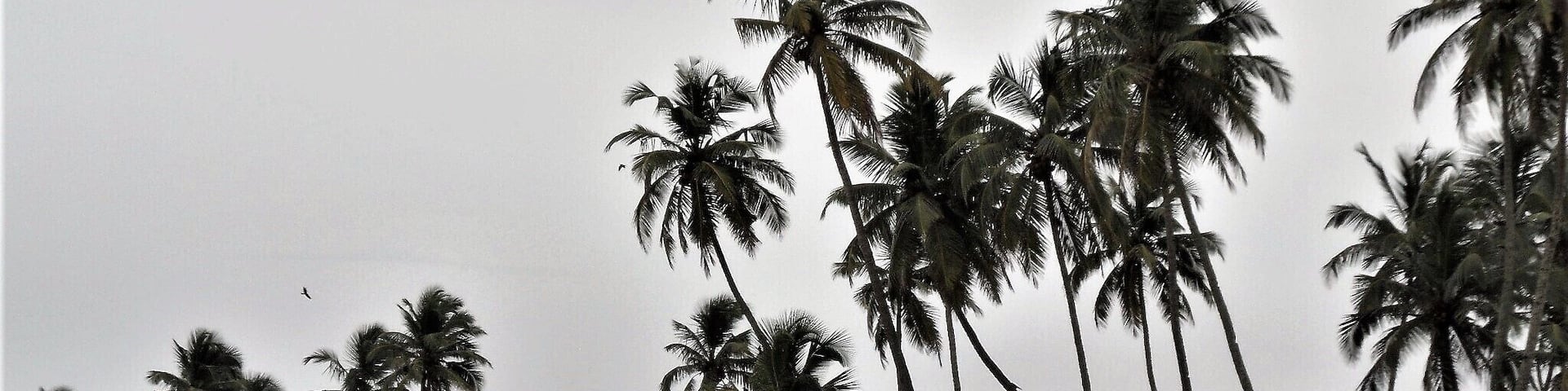 Colva beach is one of the many beaches in Goa, the latter a very popular tourist destination in India for those who love beaches. The beach offers sports like speed boat riding, parasailing, jet skiing, paragliding, and so much more. Tip: Lots of activities to do near and around the beach. There are restaurants that offer Goan food with its Portuguese/Spanish influence, bars, with music and dancing, and lots of shopping for local dresses, Indian handicrafts, jute products, shoes, souvenirs and a lot more. #BeachTips