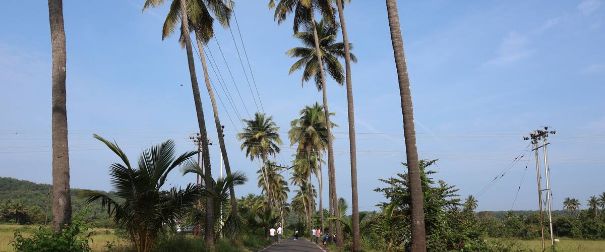 A road flanked by tall palm trees and power lines.