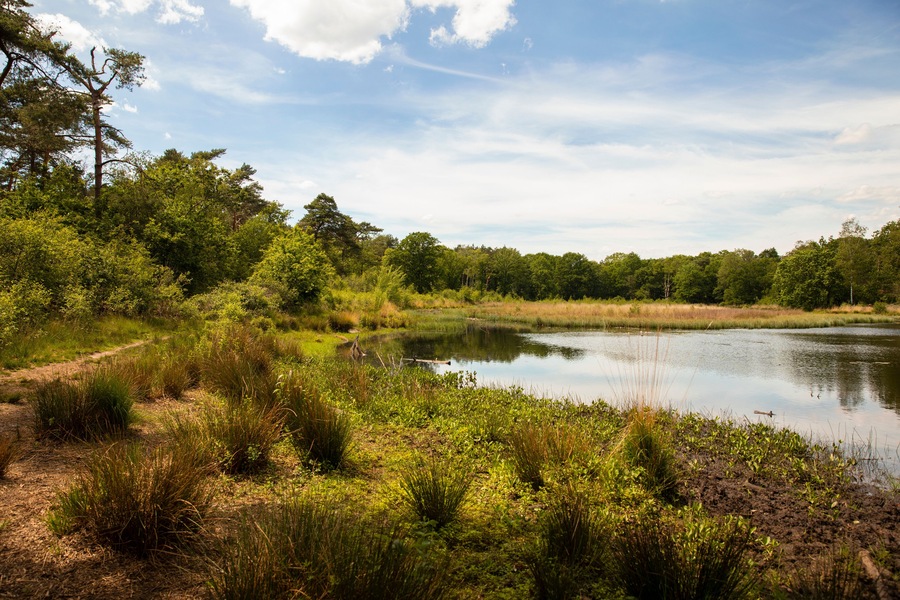 Dutch nature, a lake or fen surrounded by trees and greenery at the Leenderheide in Eindhoven on a very sunny day with a blue sky horizontal