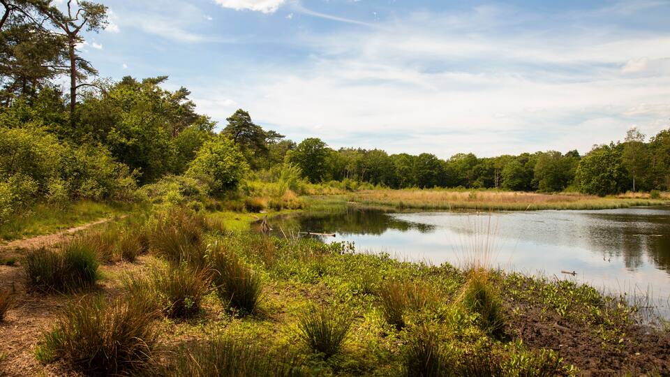 A serene pond surrounded by lush greenery and trees.