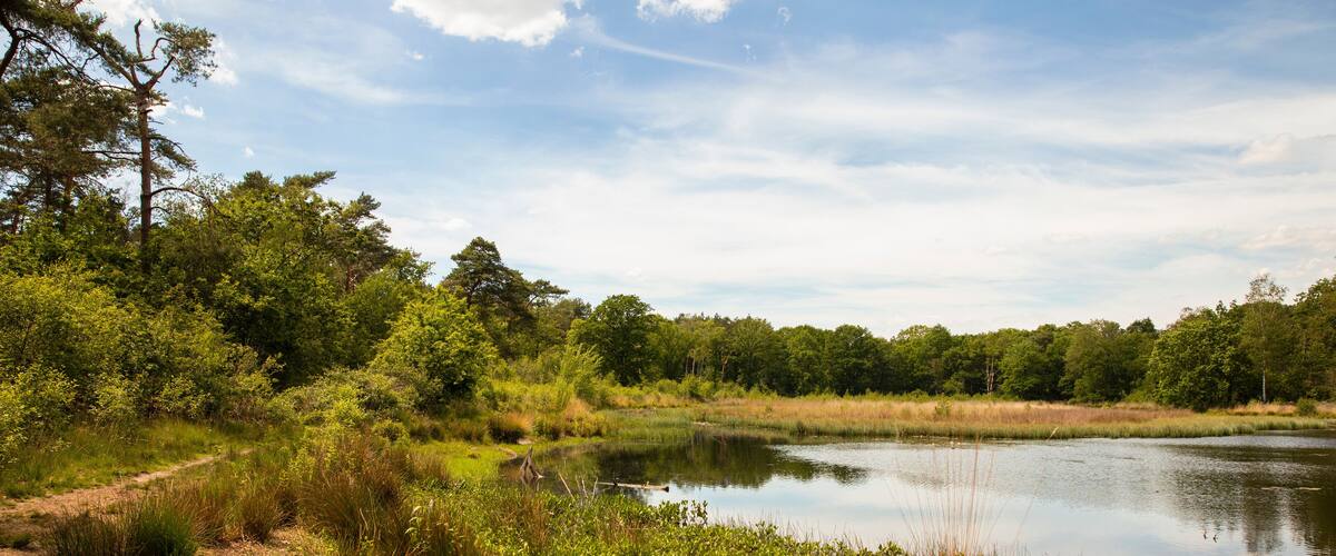 A serene pond surrounded by lush greenery and trees.