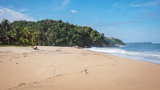 beach with palm trees at San Pancho Nayarit