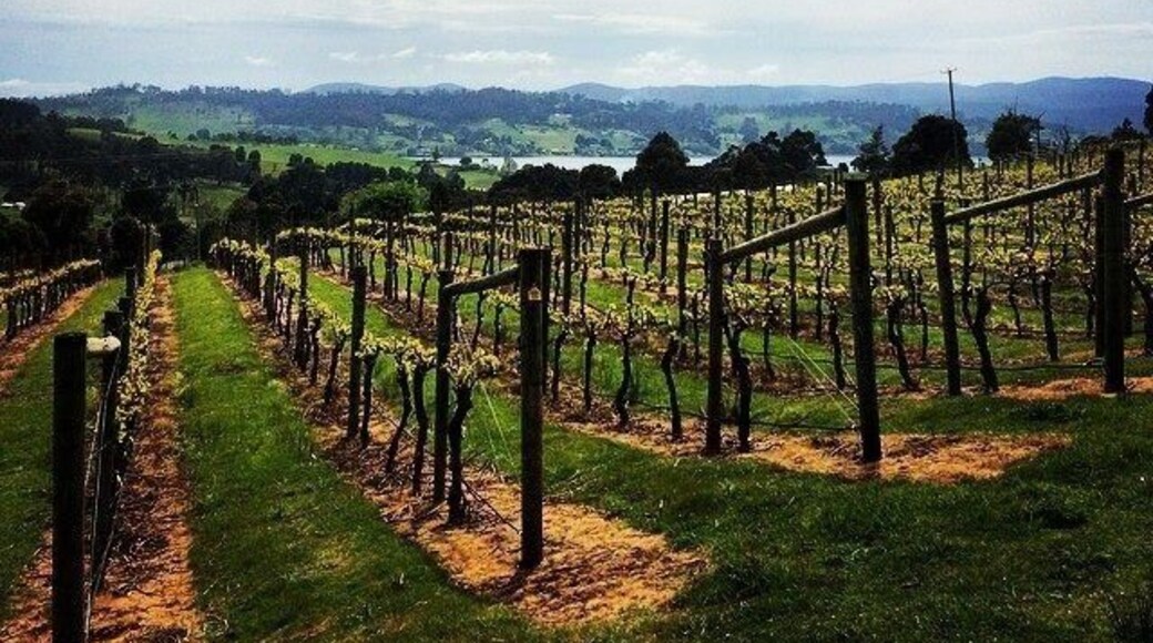 The best wine in Launceston