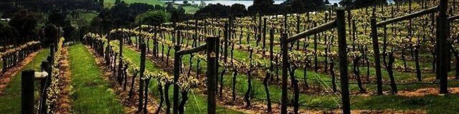 The best wine in Launceston