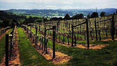 The best wine in Launceston