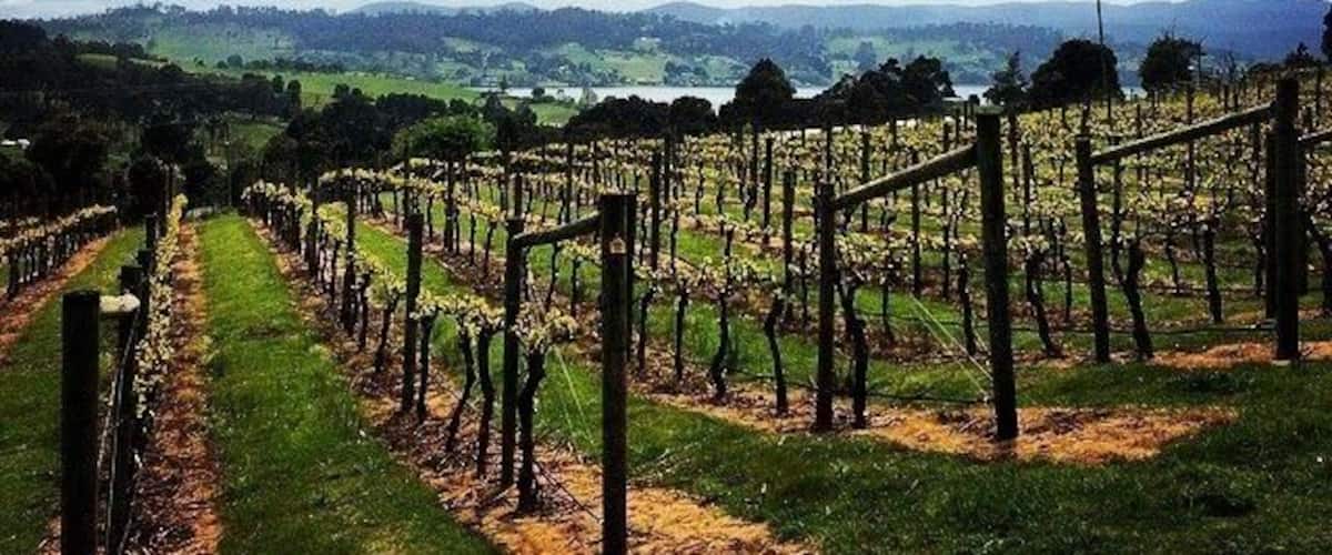 A vineyard with rows of grapevines under a partly cloudy sky.