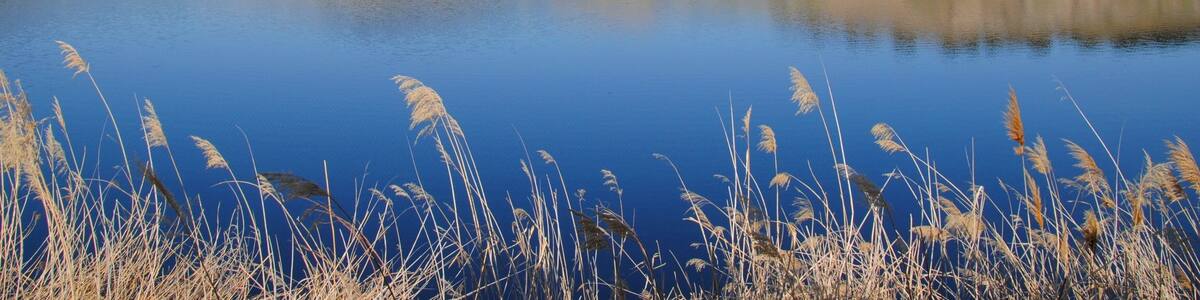 Lagunas del Parque del Sureste (frente a Rivas)