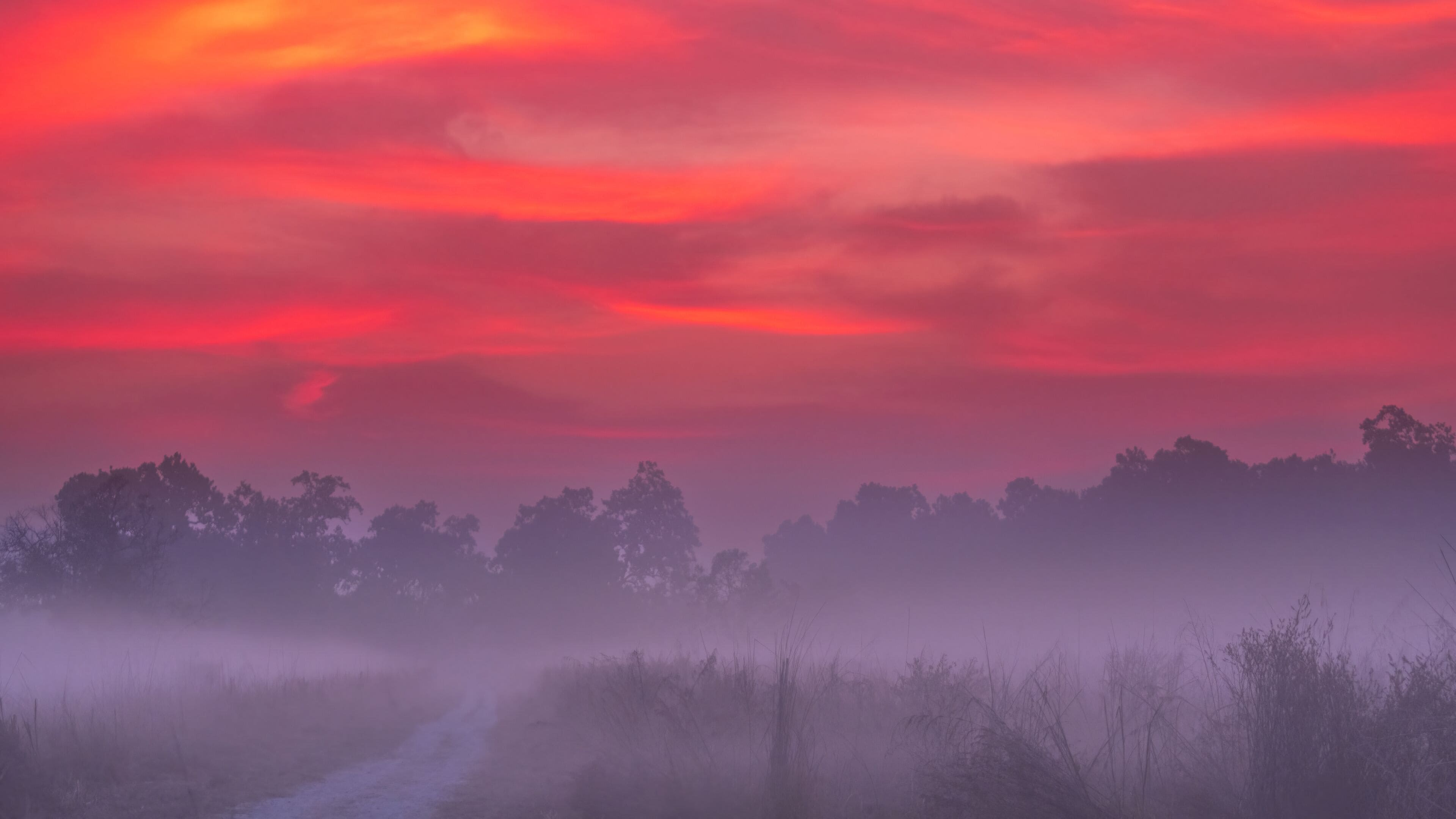 A misty landscape with a path leading through a forest under a vibrant red sky.