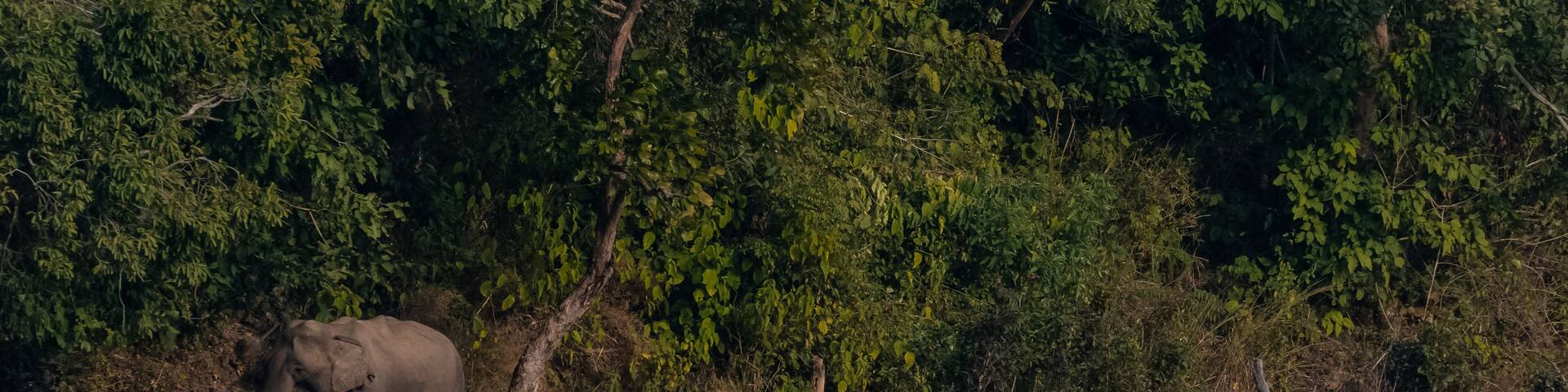 Cub elephant drinking water near river bank at jim corbett national park