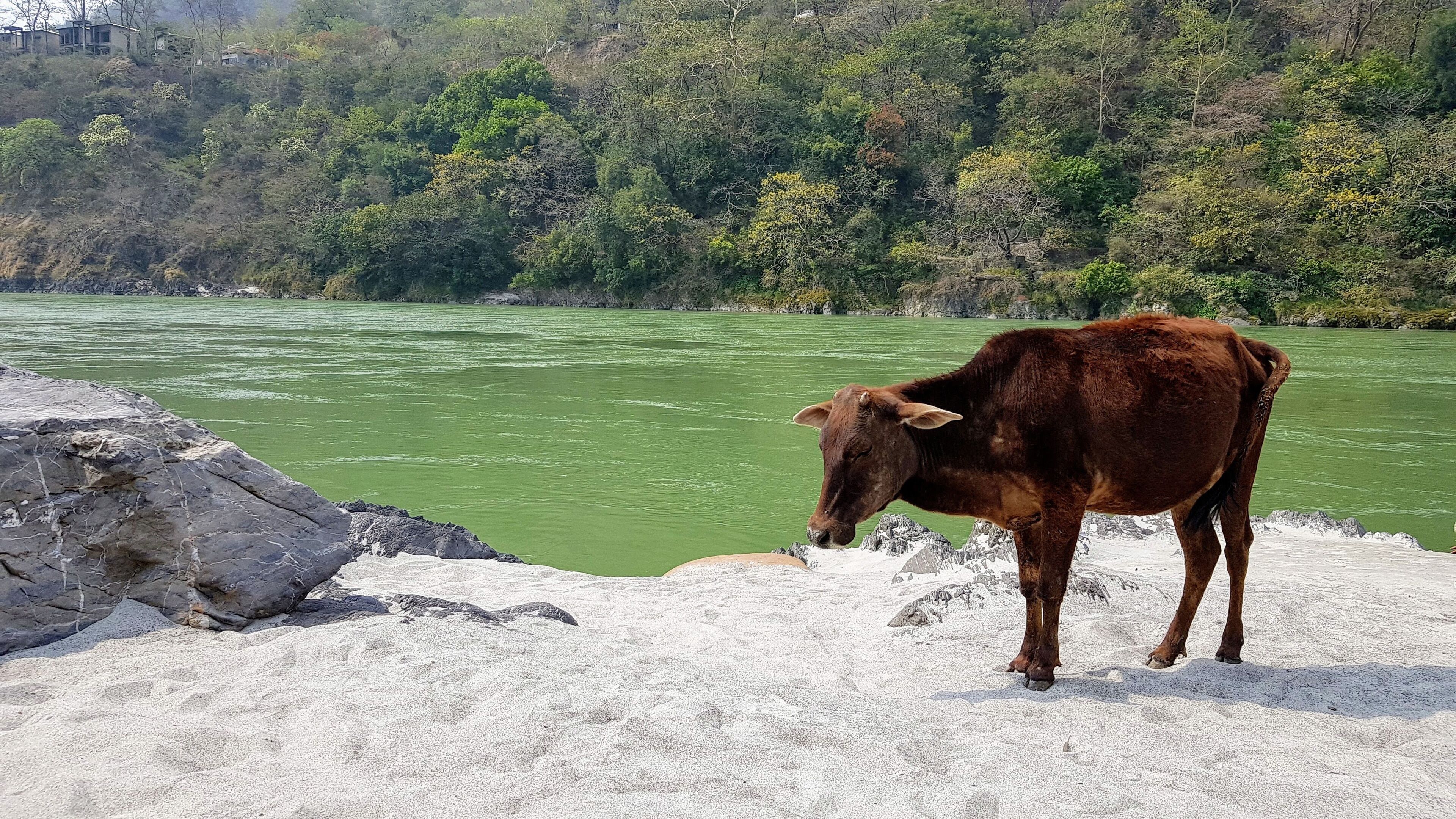 Cows are sacred in Indian culture and you find them roaming freely everywhere. In Rishikesh they come to rest by the sandy banks of the river Ganges. 

#Rishikesh 
#culture