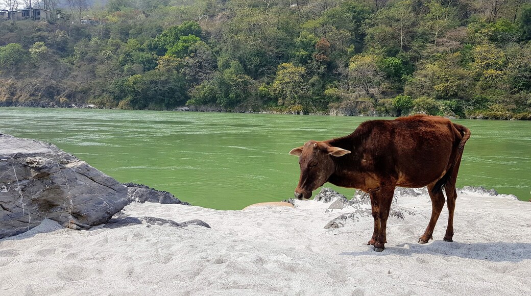 Cows are sacred in Indian culture and you find them roaming freely everywhere. In Rishikesh they come to rest by the sandy banks of the river Ganges.
#Rishikesh
#culture