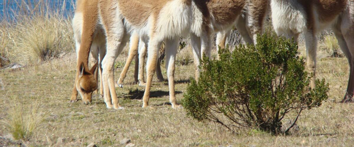 Vicuñas on Isla Suasi (Lake Titicaca, Peru)
