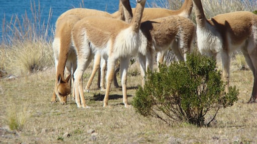 Vicuñas on Isla Suasi (Lake Titicaca, Peru)