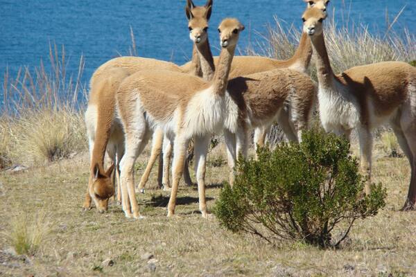 Un groupe de lamas paît près d’une étendue d’eau.