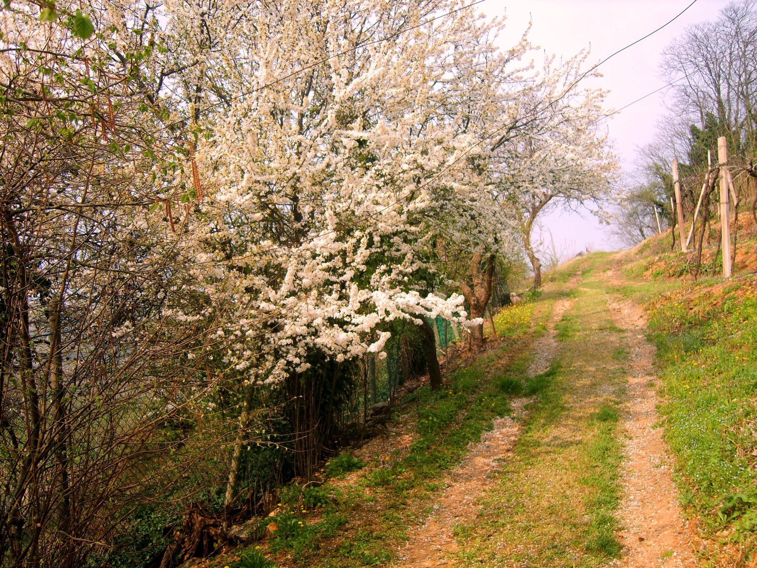 Primavera a Fornello