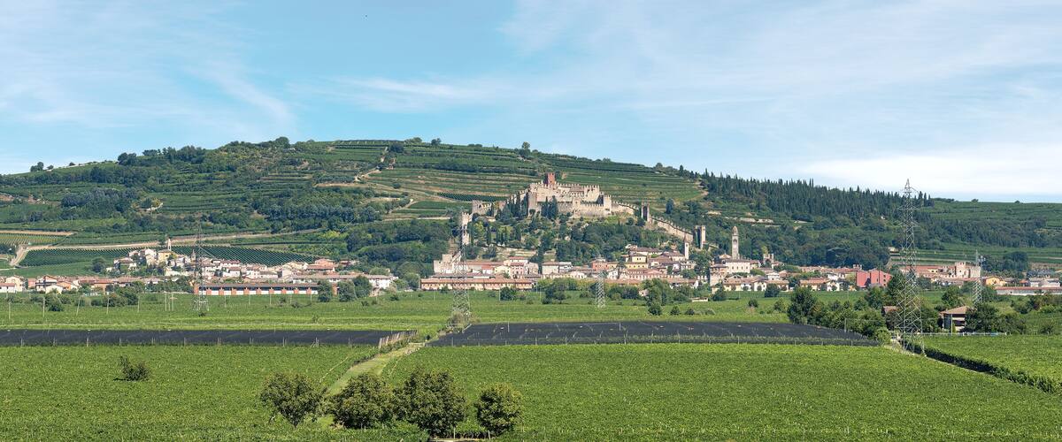 A town with vineyards, a castle, and rolling hills.