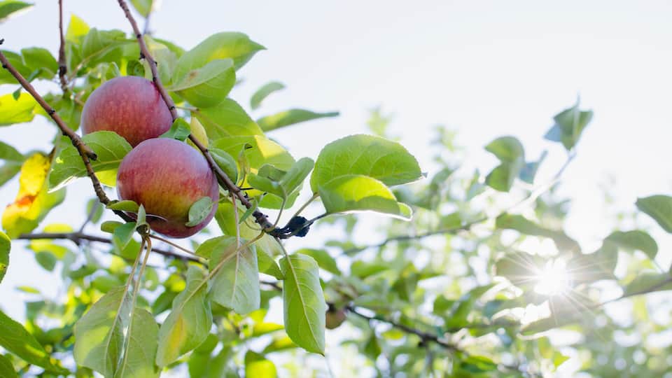 A tree with ripe red apples and green leaves.