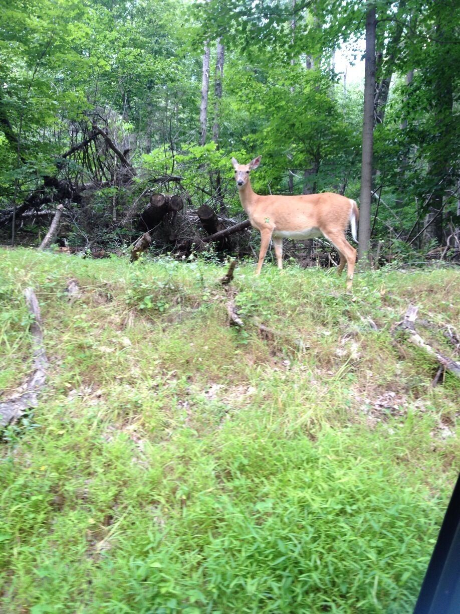 Driving through harriman state park we encountered many  beautiful deers 