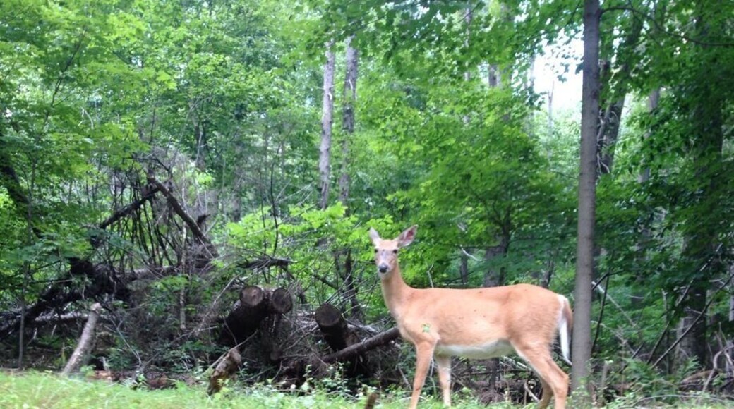 Driving through harriman state park we encountered many beautiful deers