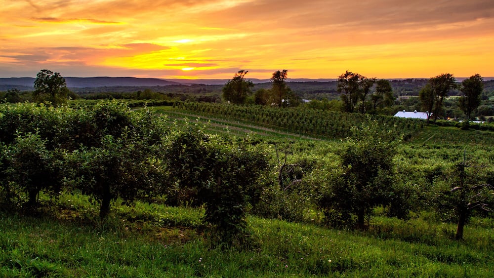 Warwick, NY - USA - June 2, 2018 Horizontal view of an orchard in the Warwick Valley during sunset.