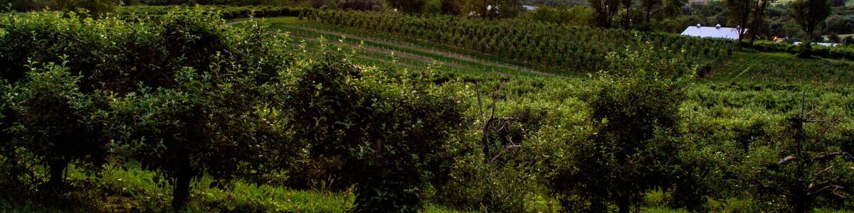 Warwick, NY - USA - June 2, 2018 Horizontal view of an orchard in the Warwick Valley during sunset.