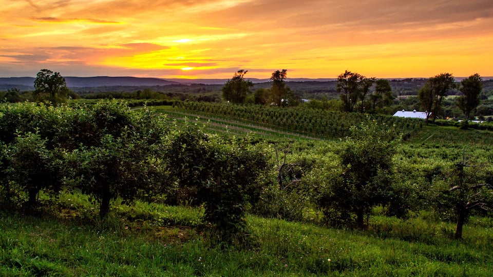 A vineyard at sunset with rolling hills and a clear sky.